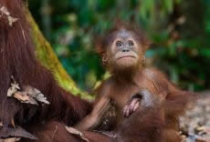 Orangutan Evlat Edinin