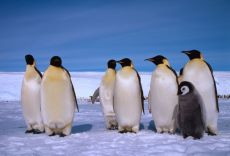 Penguen Evlat Edinin