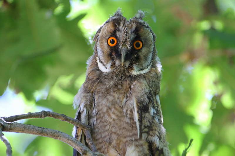 Yaban Hayatı İlkyardım Hattı