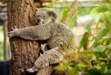Koala Evlat Edinin